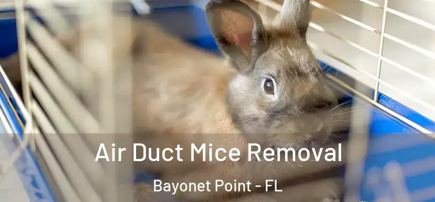 Air Duct Mice Removal Bayonet Point - FL